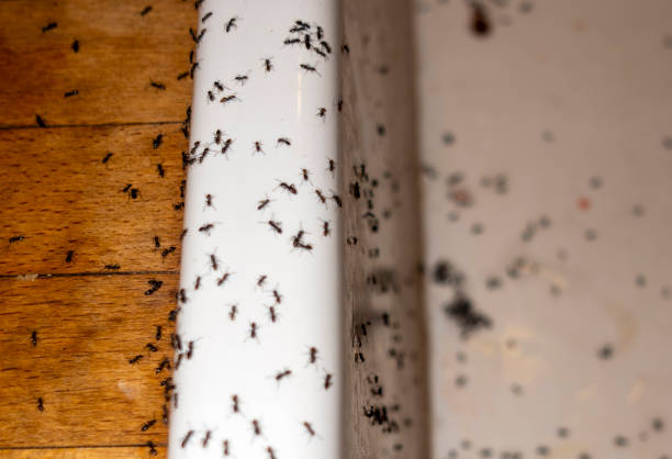 Best Rat Extermination Near Me  in Home Garden, CA